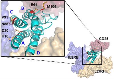 Defining the Threshold IL-2 Signal Required for Induction of Selective Treg Cell Responses Using Engineered IL-2 Muteins